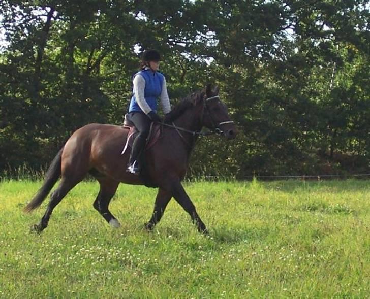Schweres Warmblut Sophie - sophie på tur i schwönteichen billede 5