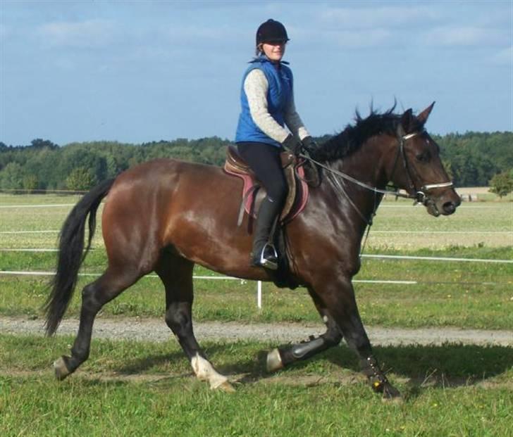 Schweres Warmblut Sophie - sommer 2007 i Schönteichen billede 6