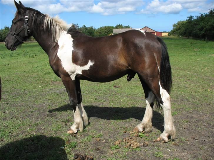 Irish Cob Crossbreed Fonzie SOLGT billede 8
