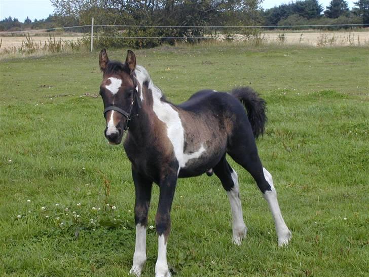 Irish Cob Crossbreed Fonzie SOLGT billede 9