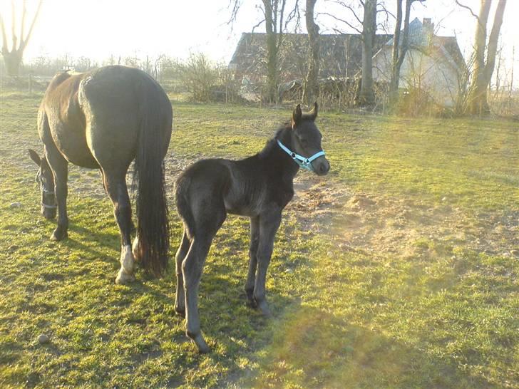 Schweres Warmblut Tinie - så kom der føl efter Tinie d.25/3-07  han er kun 12 timer gammel billede 3