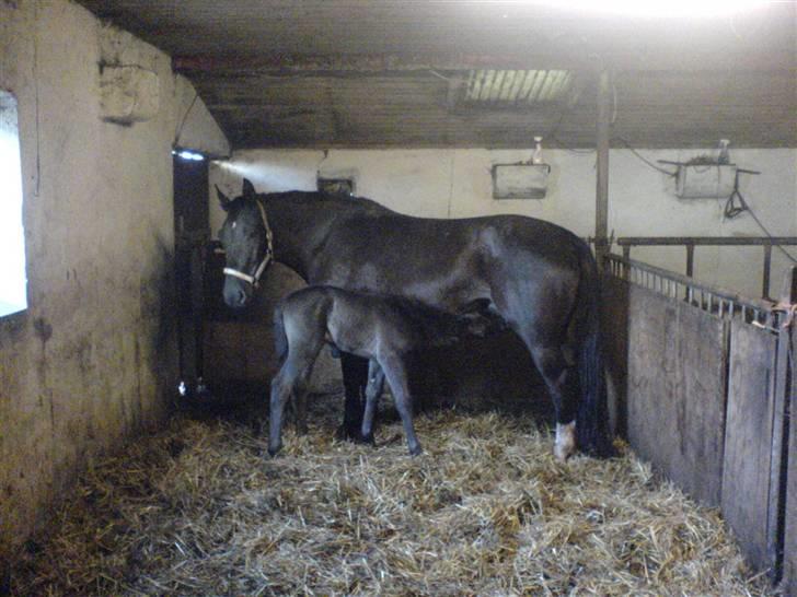 Schweres Warmblut Tinie - dette er 10 timer efter Tinie har folet billede 4