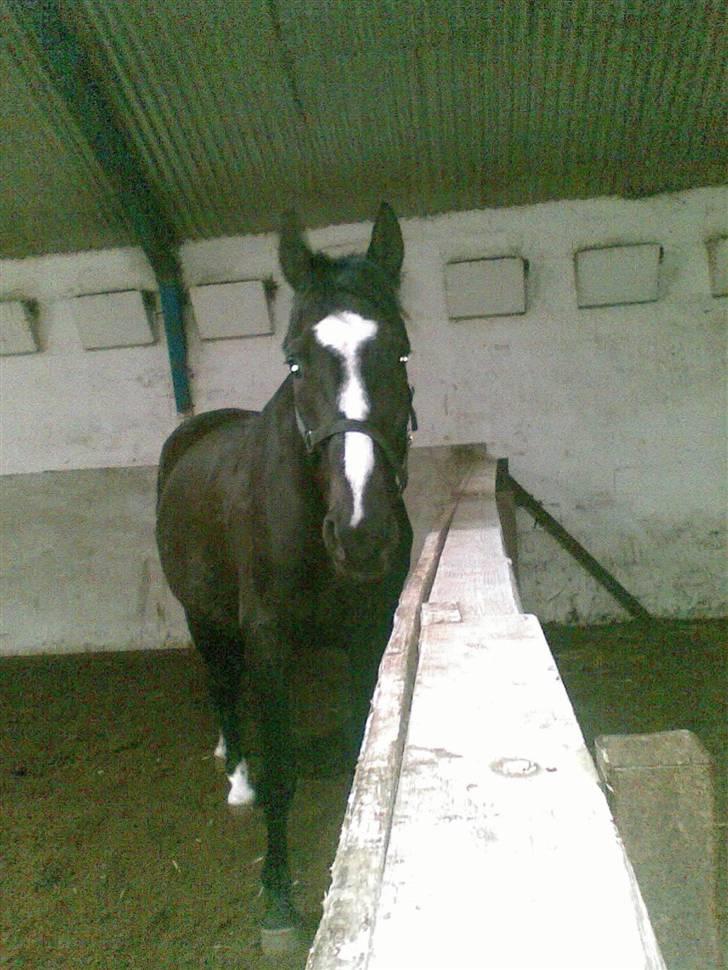 Anden særlig race Black C. Tyson - Solgt<3 - Tyson <3 - Fotograf: Mig Selv billede 13