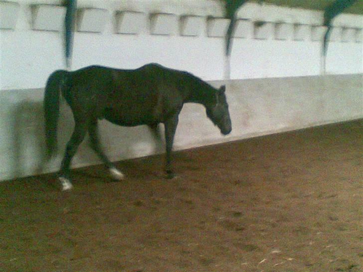 Anden særlig race Black C. Tyson - Solgt<3 - Lækker hest <3 - Fotograf: Mig Selv billede 14