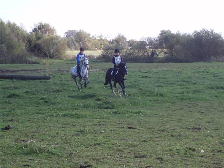 Welsh Pony (sec B) caramba R.I.P - her i fuld galop på falken blev nummer 6;) (de andre er amanda på verner blis) billede 10