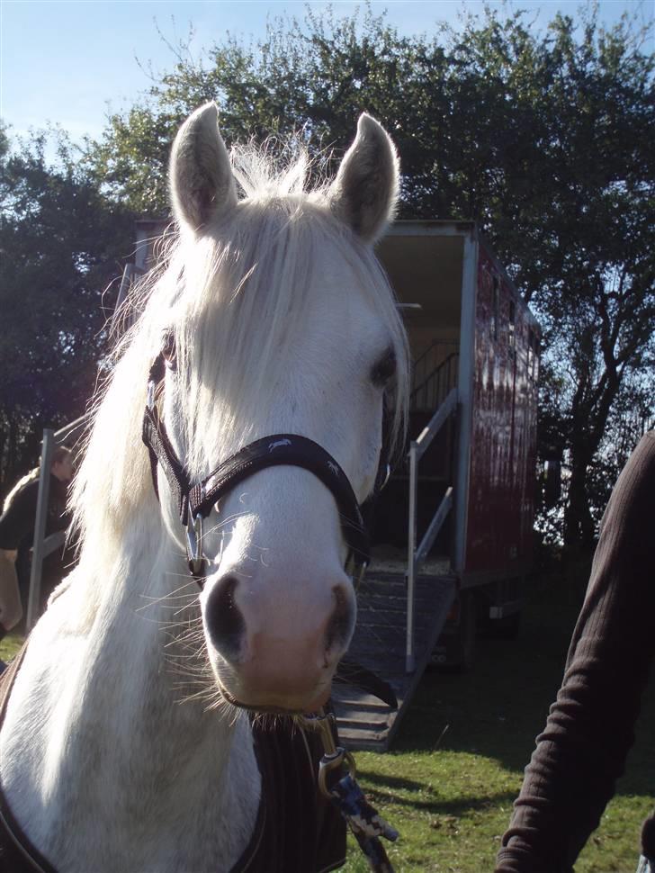 Welsh Pony (sec B) caramba R.I.P - her er den smukkeste og dejligste pony i verden billede 11