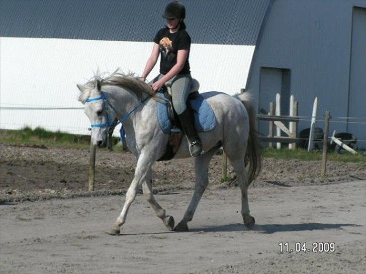 Arabisk fuldblod (OX) IBN Jordan  billede 1