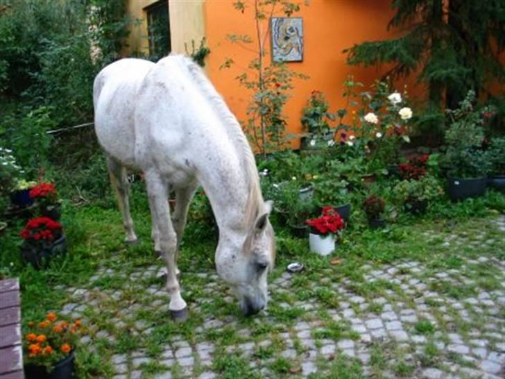 Arabisk fuldblod (OX) IBN Jordan  billede 2