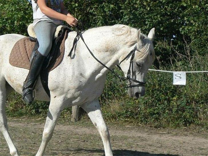 Arabisk fuldblod (OX) IBN Jordan  billede 3