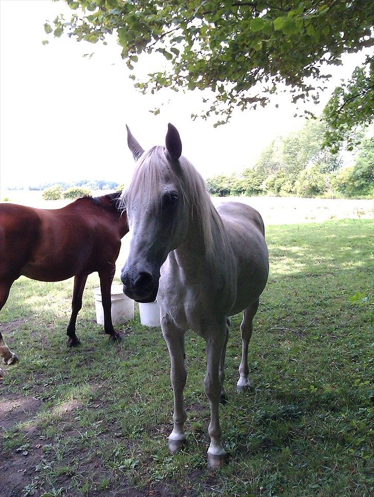 Arabisk fuldblod (OX) IBN Jordan  billede 4