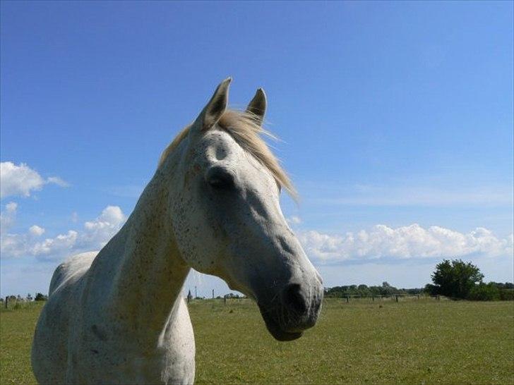 Arabisk fuldblod (OX) IBN Jordan  billede 5