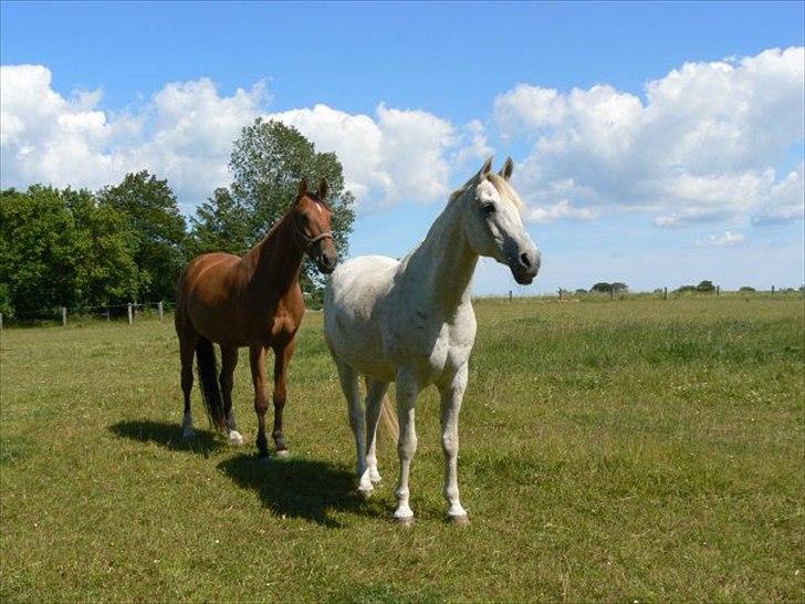 Arabisk fuldblod (OX) IBN Jordan  billede 6