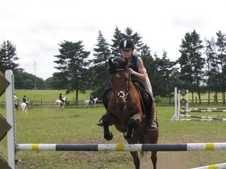 Anden særlig race Mr Champ billede 11