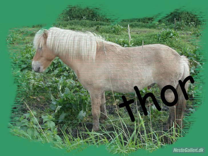 Islænder Thor fra Fagereng - (Thor) billede 12