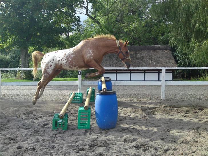 Appaloosa Pablo " solgt :(" billede 7