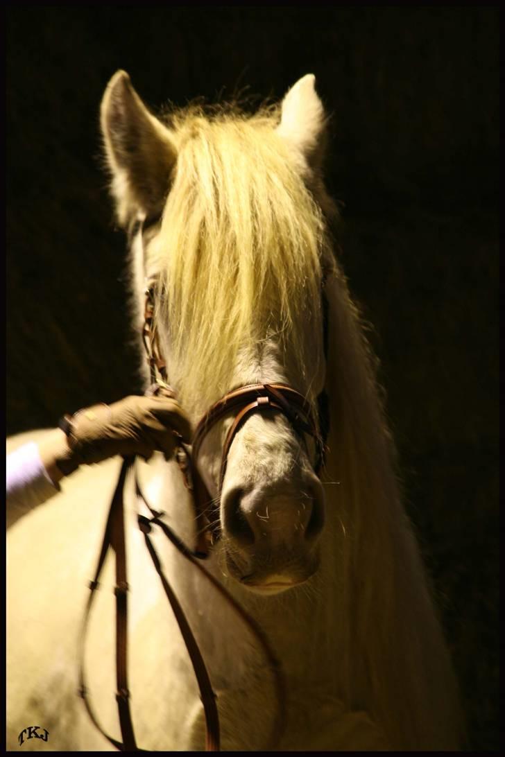 Irish Cob Zafira - Zafira til kåring billede 3