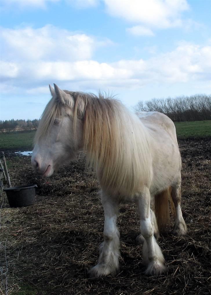 Irish Cob Zafira - Zafira´s flotte man billede 6