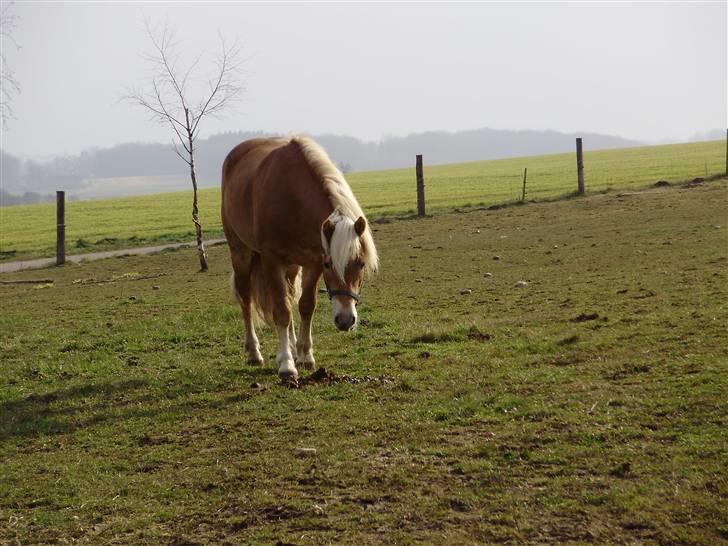 Haflinger Anders Lindegaard HINGST R.I.P - er du nu der igen *gg* billede 3