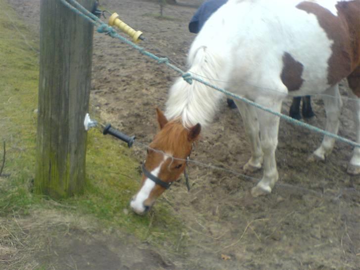 Pinto Tarzan - Tarzan på fold billede 18