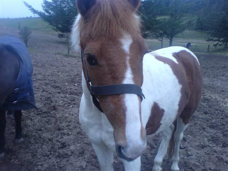 Pinto Tarzan - Tarzan på fold igen <3 billede 19