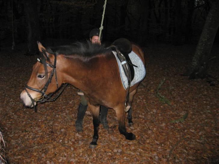 New Forest Bianca <3 - Jeg "gynger" med Bianca :) - Det er derfor jeg har et reb bag Bianca :p billede 10