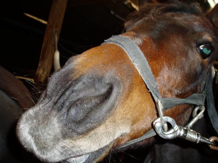 Anden særlig race Jasmin<3 SOLGT - EFTERLYST !!! - kysss fra lille sminne <3 billede 3