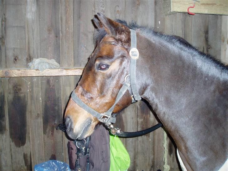 Anden særlig race Jasmin<3 SOLGT - EFTERLYST !!! - Jasmins hoved og hals kan godt lide det her billede<3 billede 4