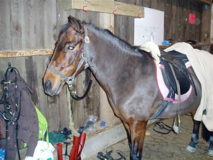 Anden særlig race Jasmin<3 SOLGT - EFTERLYST !!! - Så er vi færdige med at ride <3 billede 5