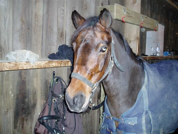 Anden særlig race Jasmin<3 SOLGT - EFTERLYST !!! - Nu har vi fået dækken på <3 billede 6