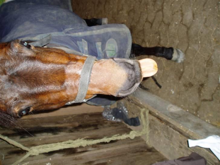 Anden særlig race Jasmin<3 SOLGT - EFTERLYST !!! - Sminne rækker tunge :-) billede 7