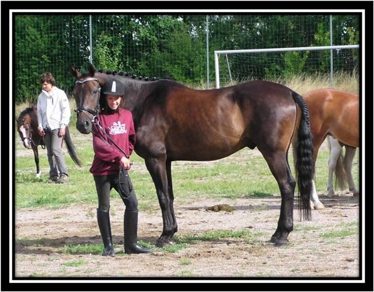 Dansk Varmblod GoldenEye<3<3<3 Himmelhest <3 - Toksværd dyreskue.. 9/8-2008 billede 20