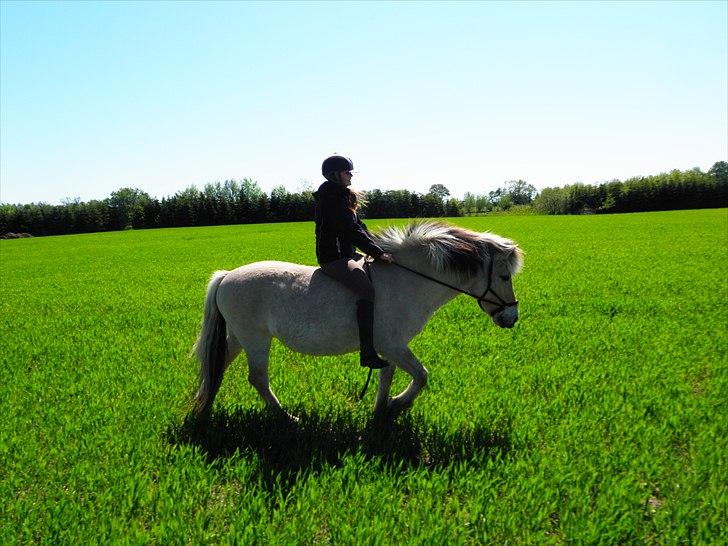 Fjordhest Lulu - Foto: Semine - 08 maj 2011  billede 11