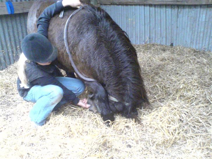 Shetlænder tarzan<33 - han er bare over dygtig!<33 verdens bedste pony!!<33 billede 15