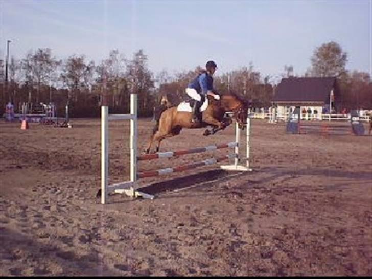 Anden særlig race Agazi (SOLGT) - Der er vist mere spændene:-D Foto: Mig billede 6