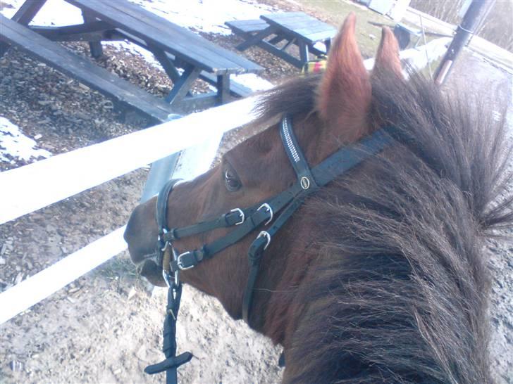 Anden særlig race Agazi (SOLGT) - Han så lige, der var en anden hest:-D billede 7