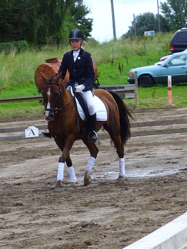 Anden særlig race Agazi (SOLGT) - Lidt mere dressur:-D billede 8