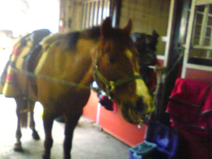 Anden særlig race Agazi (SOLGT) - og et lille gab:-D billede 9