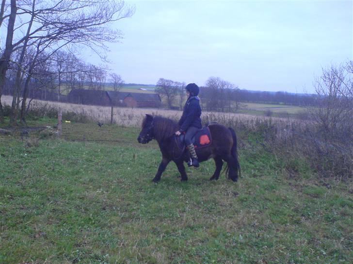 Shetlænder tarzan<33 - han har lige fået øje på noget farligt<33 elsker dig tarzan billede 16