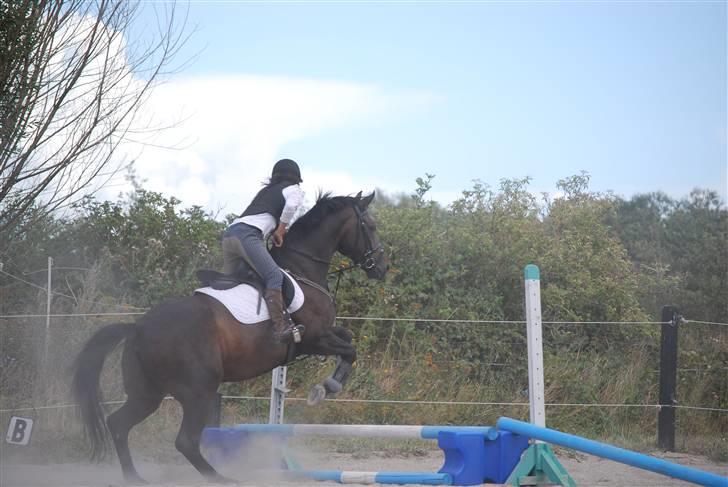 Dansk Varmblod GoldenEye<3<3<3 Himmelhest <3 - Undervisning af Lotta... 4H 29/8-2009 billede 7