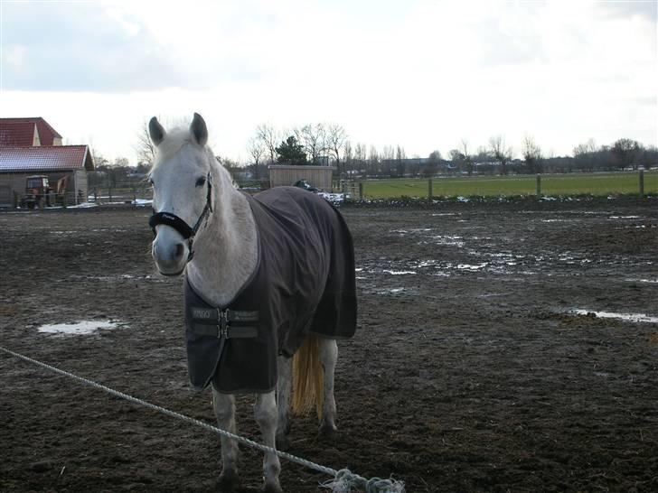 Anden særlig race Dione - Dione <3.,- billede 1