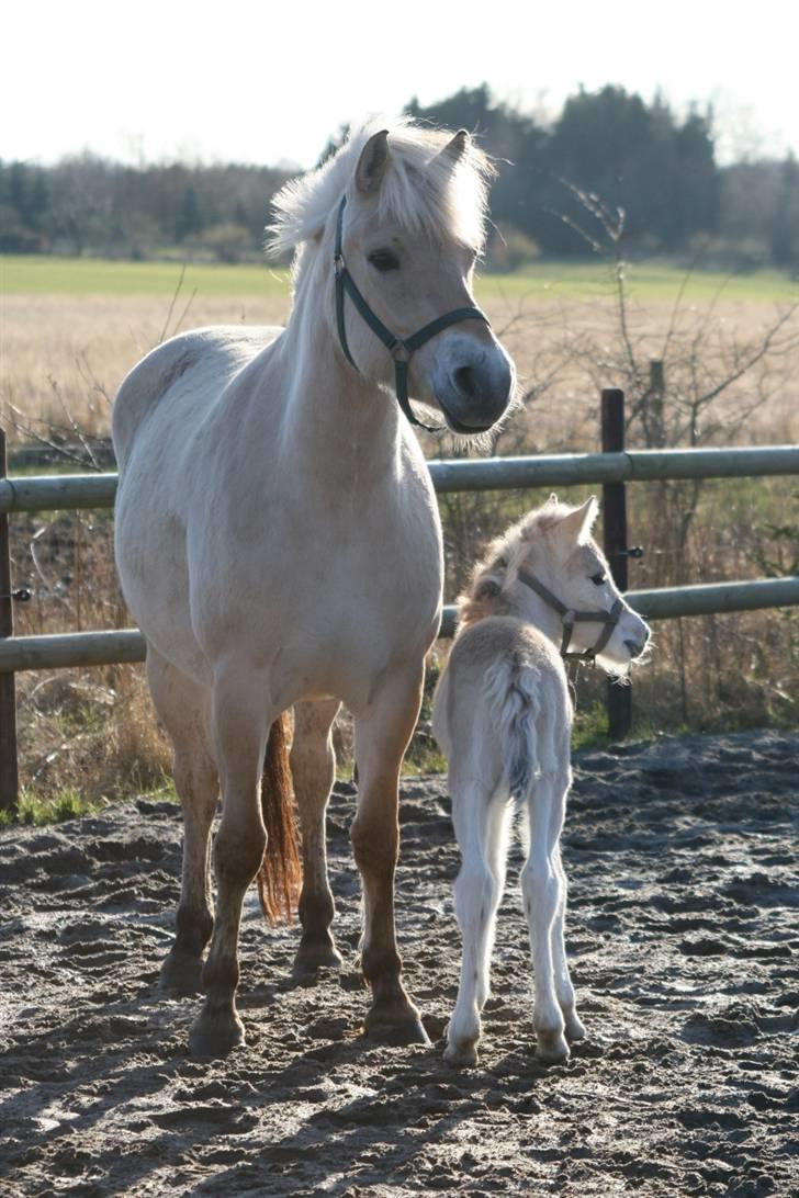 Fjordhest Mosegårdens FrøkenF billede 6