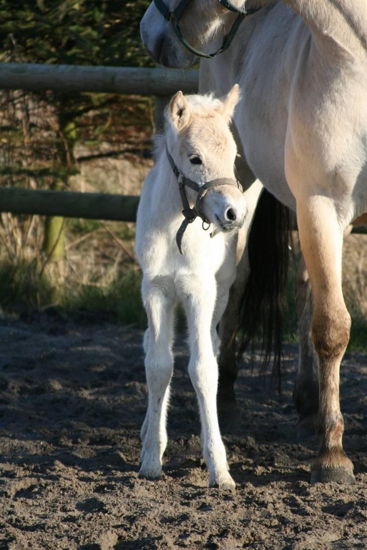 Fjordhest Mosegårdens FrøkenF billede 7