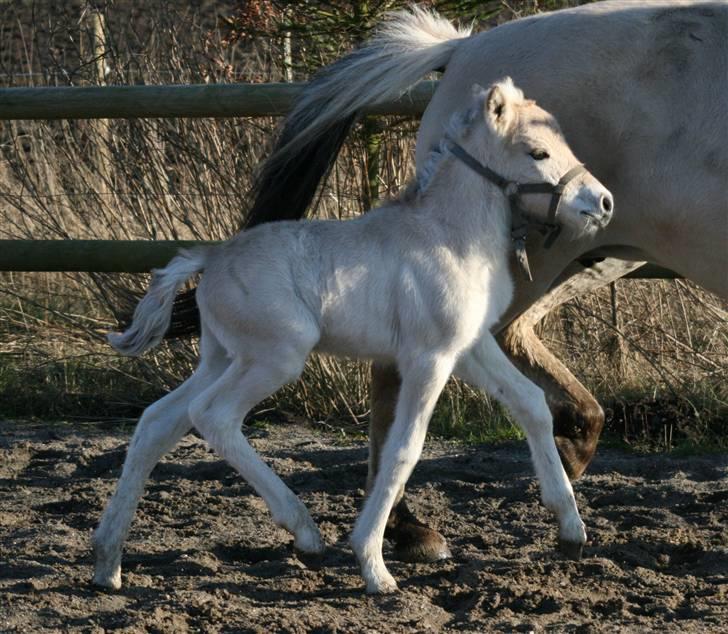 Fjordhest Mosegårdens FrøkenF billede 8
