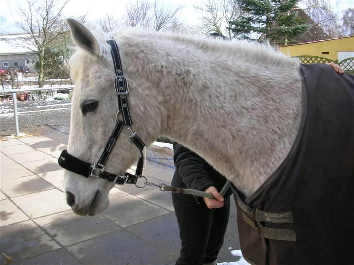 Anden særlig race Dione - Smukke Dione. billede 5