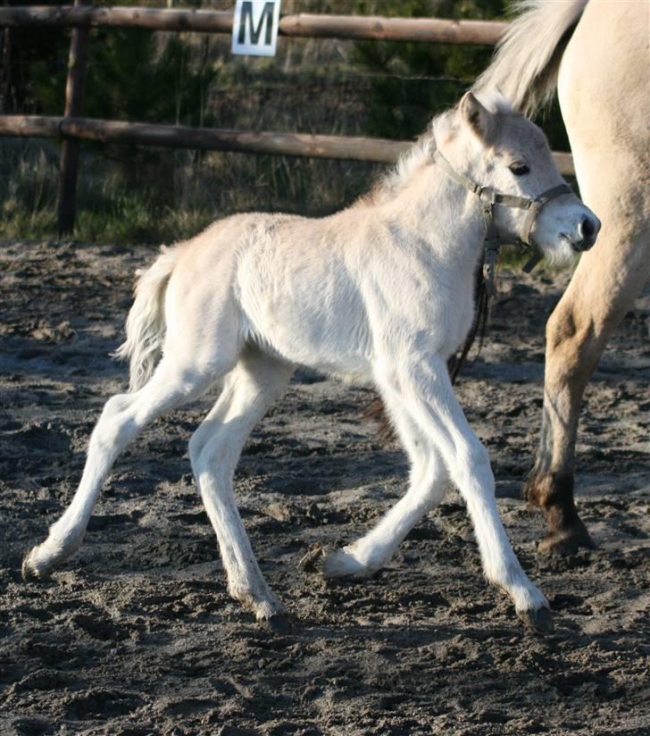 Fjordhest Mosegårdens FrøkenF billede 9