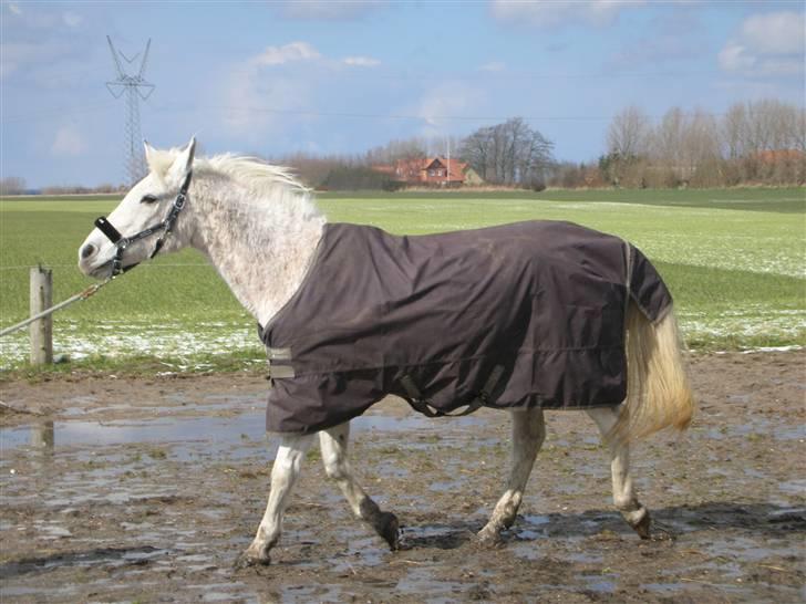 Anden særlig race Dione - Dione Løber.. billede 6