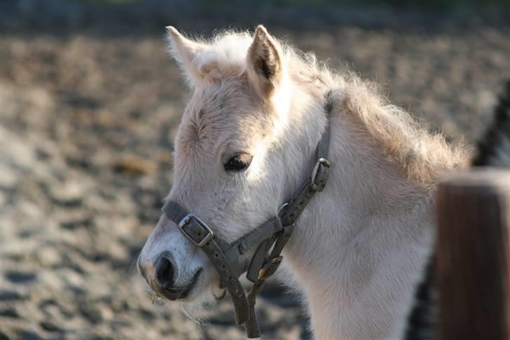 Fjordhest Mosegårdens FrøkenF billede 10