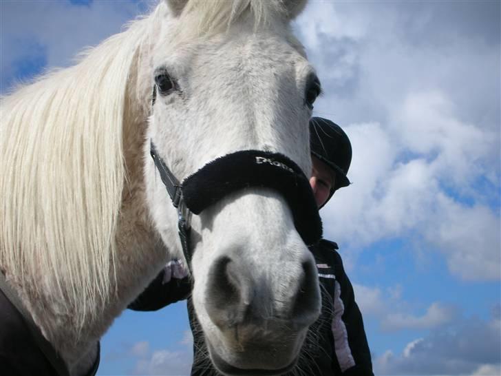 Anden særlig race Dione - Smukken billede 7