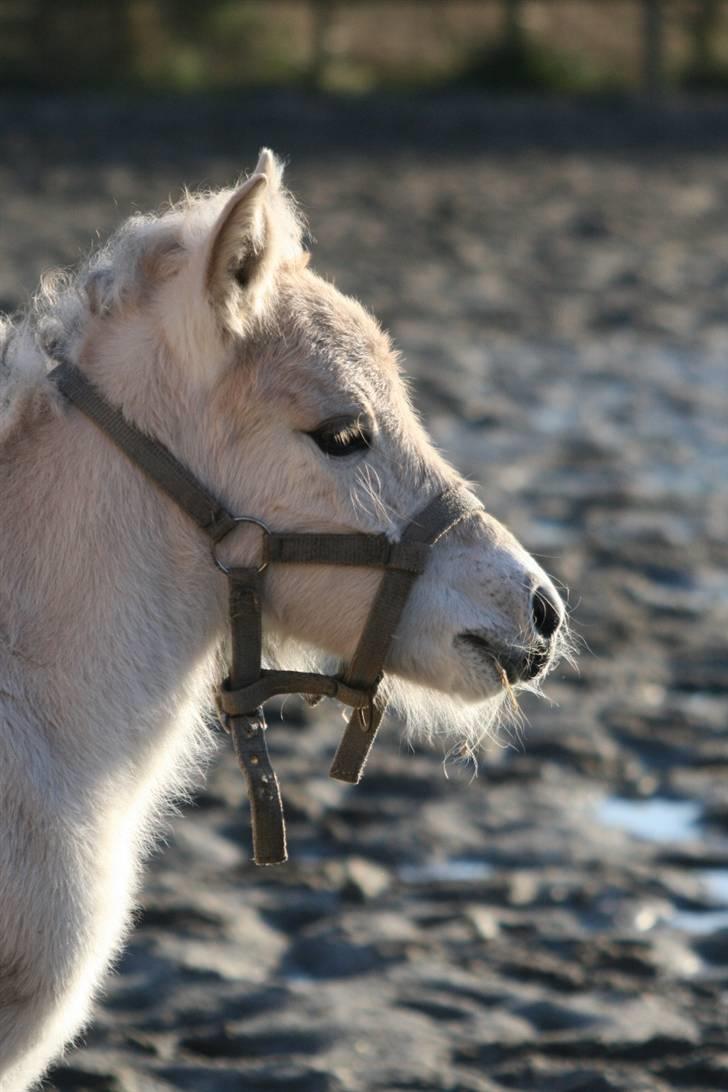 Fjordhest Mosegårdens FrøkenF billede 11