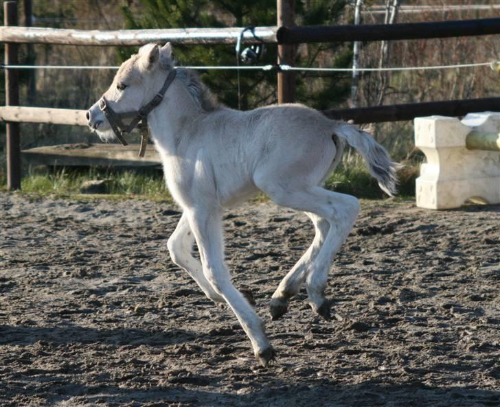 Fjordhest Mosegårdens FrøkenF billede 12